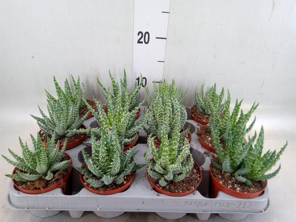 Горшечные цветы и растения оптом Aloe Humilis от 12шт (для телеги) из Голландии с доставкой по России