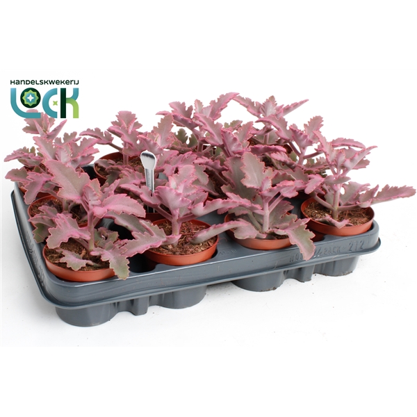 Горшечные цветы и растения оптом Kalanchoe Beharensis Make Upz Pink от 12шт из Голландии с доставкой по России