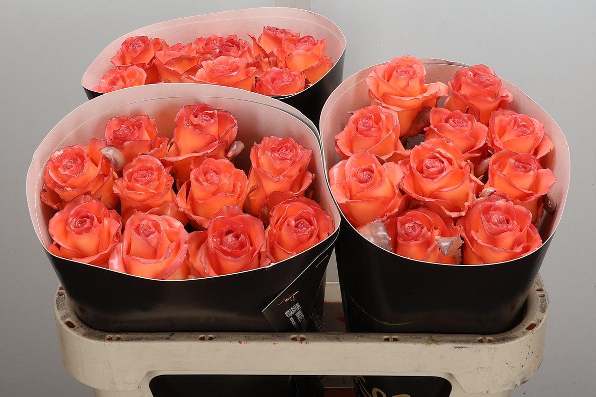 Срезанные цветы оптом Rosa large wax classic versilia от 30шт из Голландии с доставкой по России
