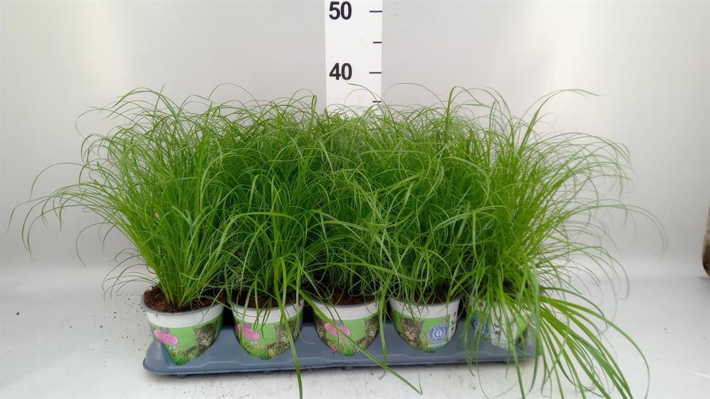 Горшечные цветы и растения оптом Cyperus Alternifolius zumula от 10шт из Голландии с доставкой по России
