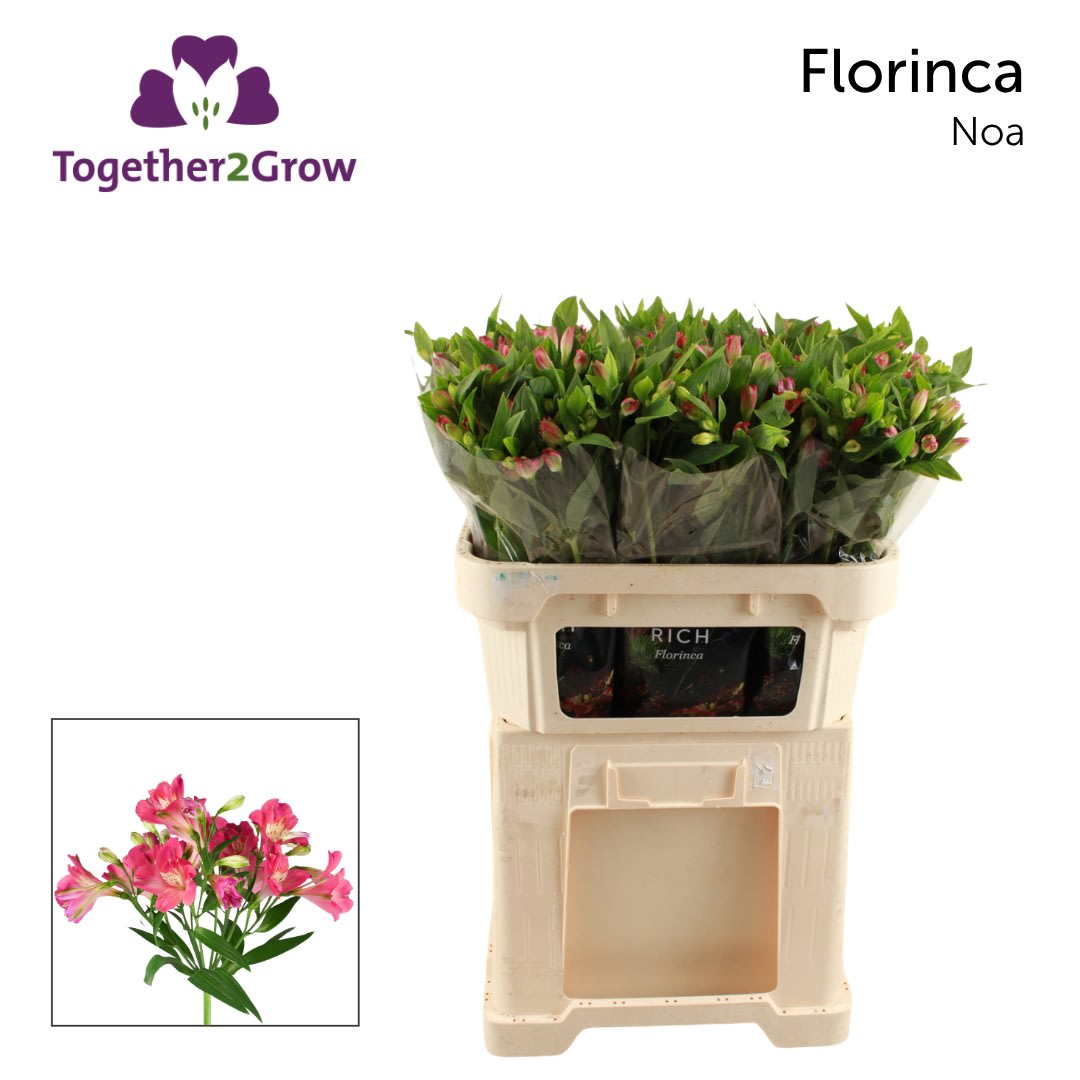 Срезанные цветы оптом Alstroemeria fl noa от 80шт. из Голландии с доставкой по России