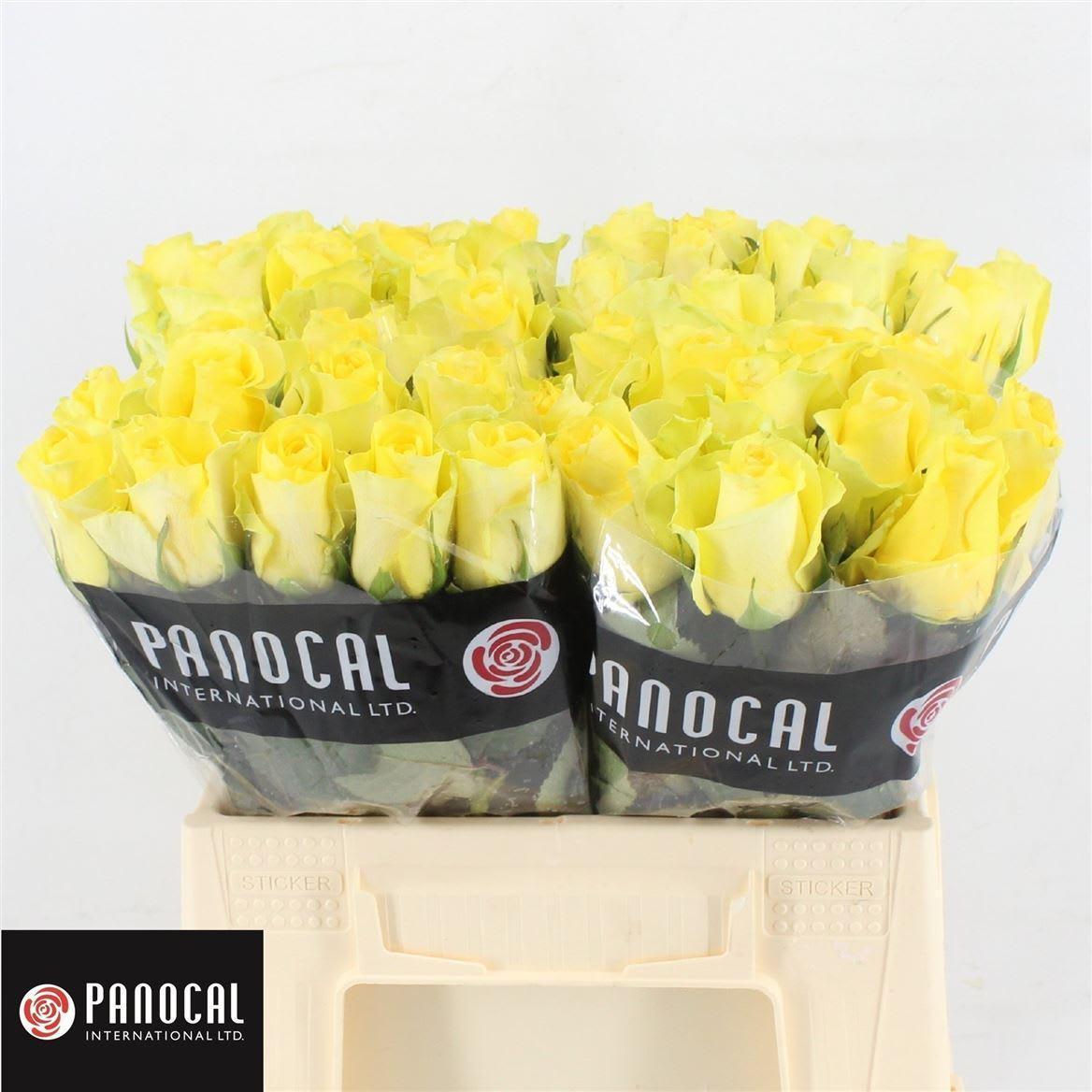 Срезанные цветы оптом Rosa large minion rose от 50шт из Голландии с доставкой по России