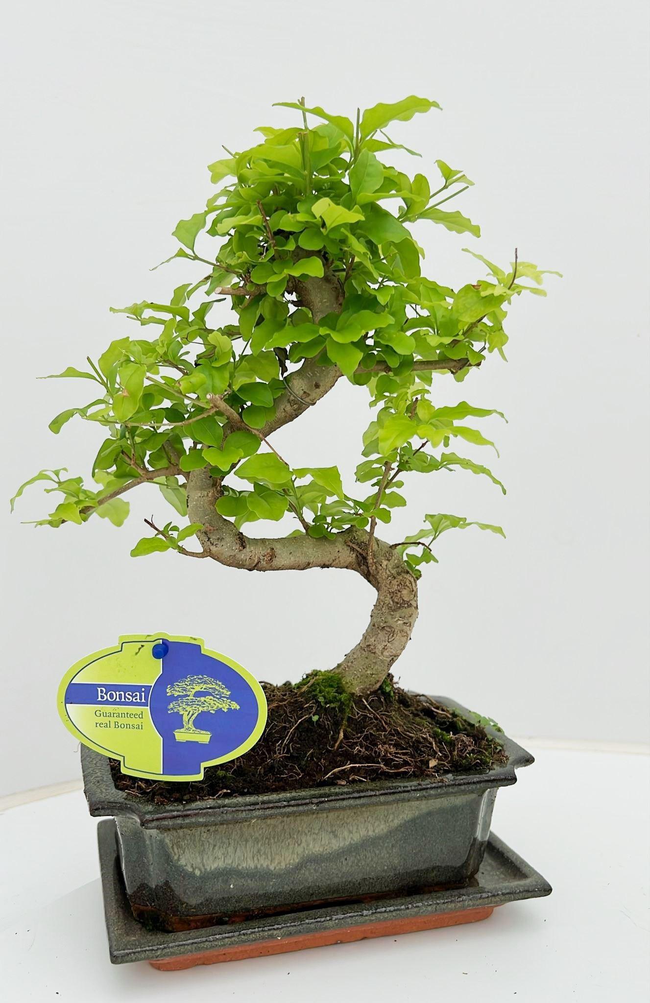 Горшечные цветы и растения оптом Bonsai Iligustrum Sinensis, With от 6шт из Голландии с доставкой по России