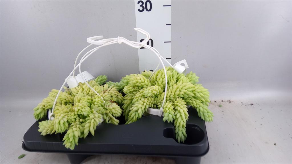 Горшечные цветы и растения оптом Sedum Morganianum от 2шт из Голландии с доставкой по России