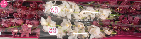 Срезанные цветы оптом Minicymbidium mix love от 6шт из Голландии с доставкой по России