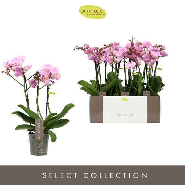 Горшечные цветы и растения оптом Phal 3st Exclusivo Elegance 25+ (opti) от 6шт из Голландии с доставкой по России