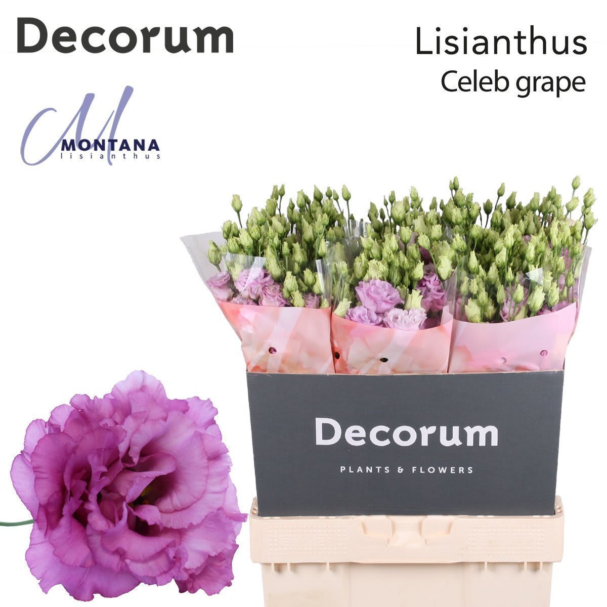 Срезанные цветы оптом Lisianthus do celeb grape от 60шт из Голландии с доставкой по России