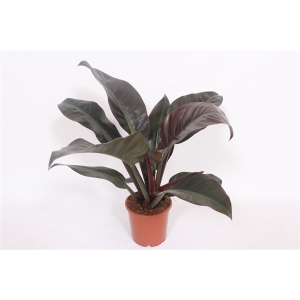 Горшечные цветы и растения оптом Philodendron Imperial Red от 6шт из Голландии с доставкой по России