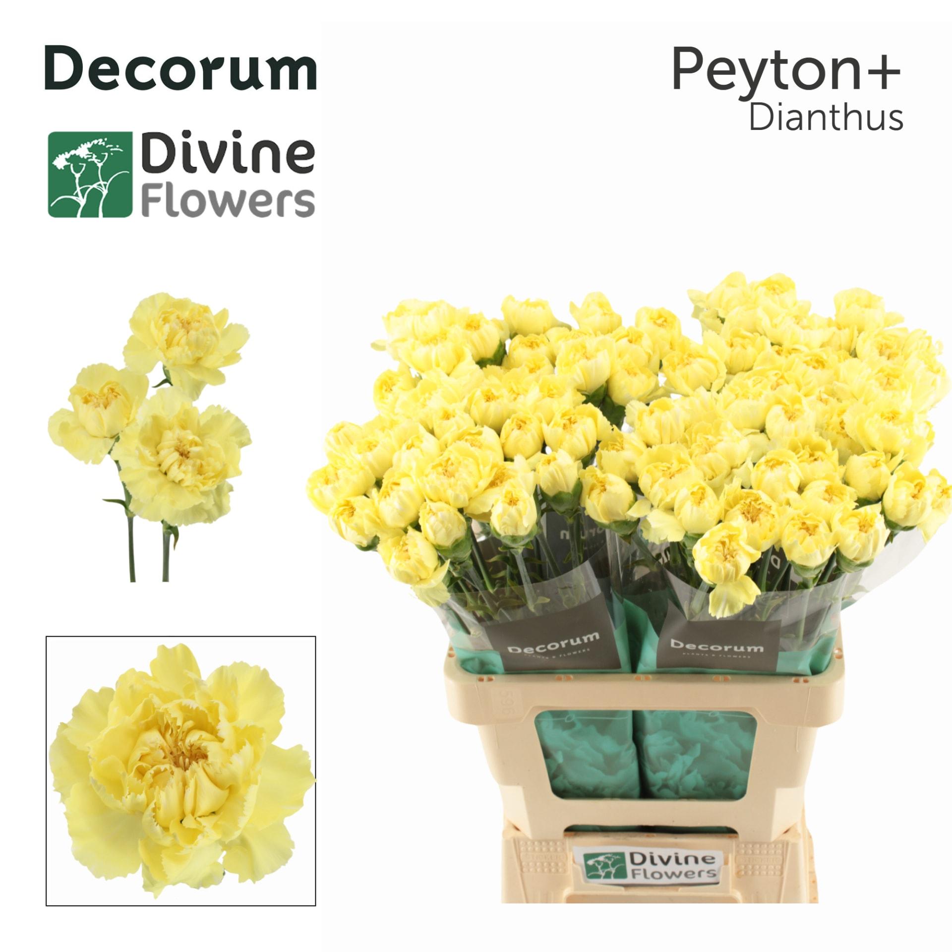 Срезанные цветы оптом Dianthus st peyton от 80шт из Голландии с доставкой по России