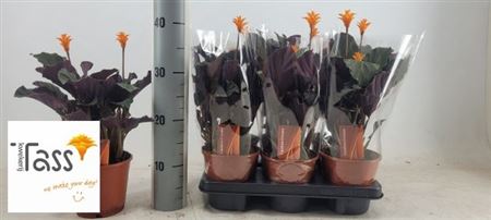 Горшечные цветы и растения оптом Calat Crocata 2 Bloem от 6шт из Голландии с доставкой по России