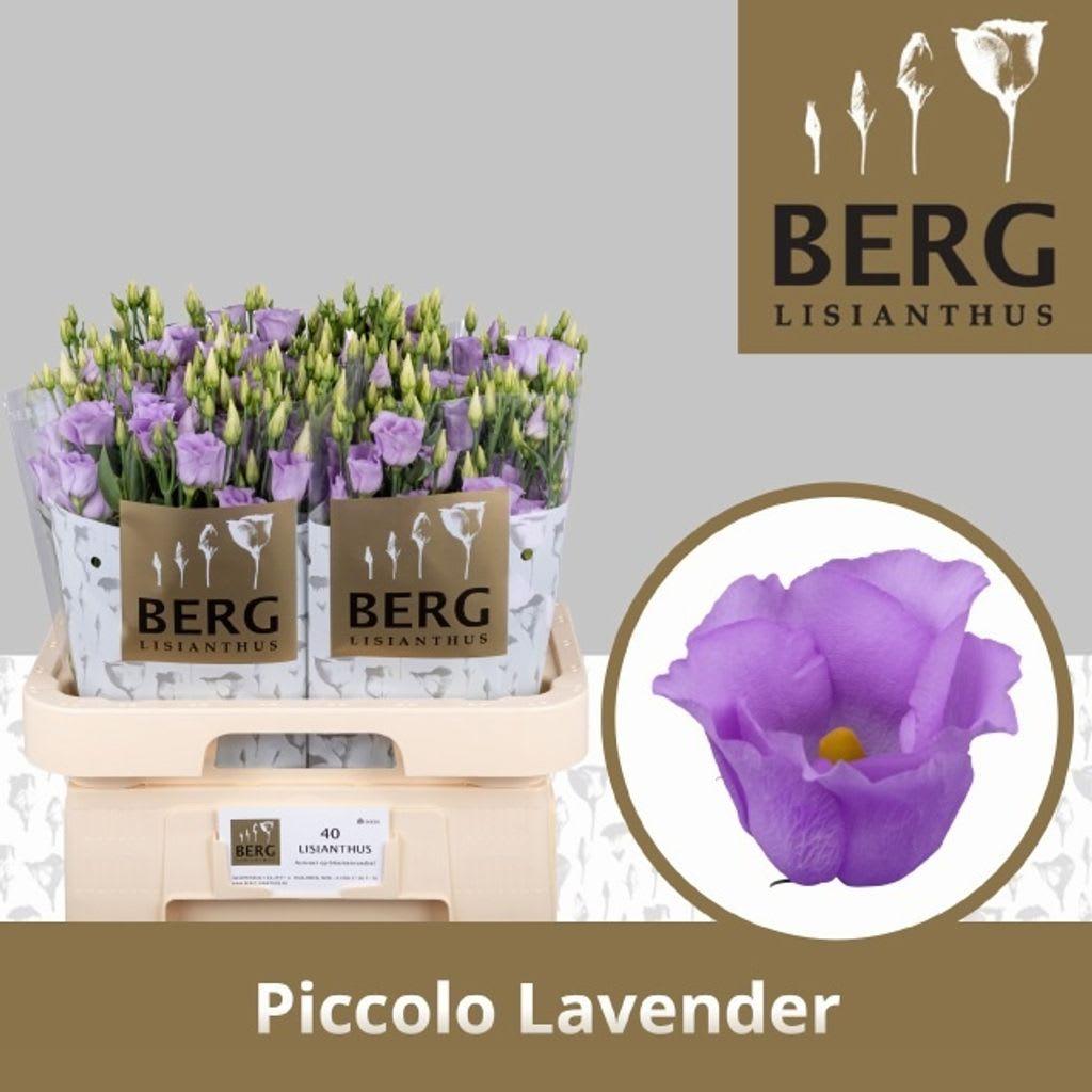 Срезанные цветы оптом Lisianthus si piccolo lavender от 40шт из Голландии с доставкой по России