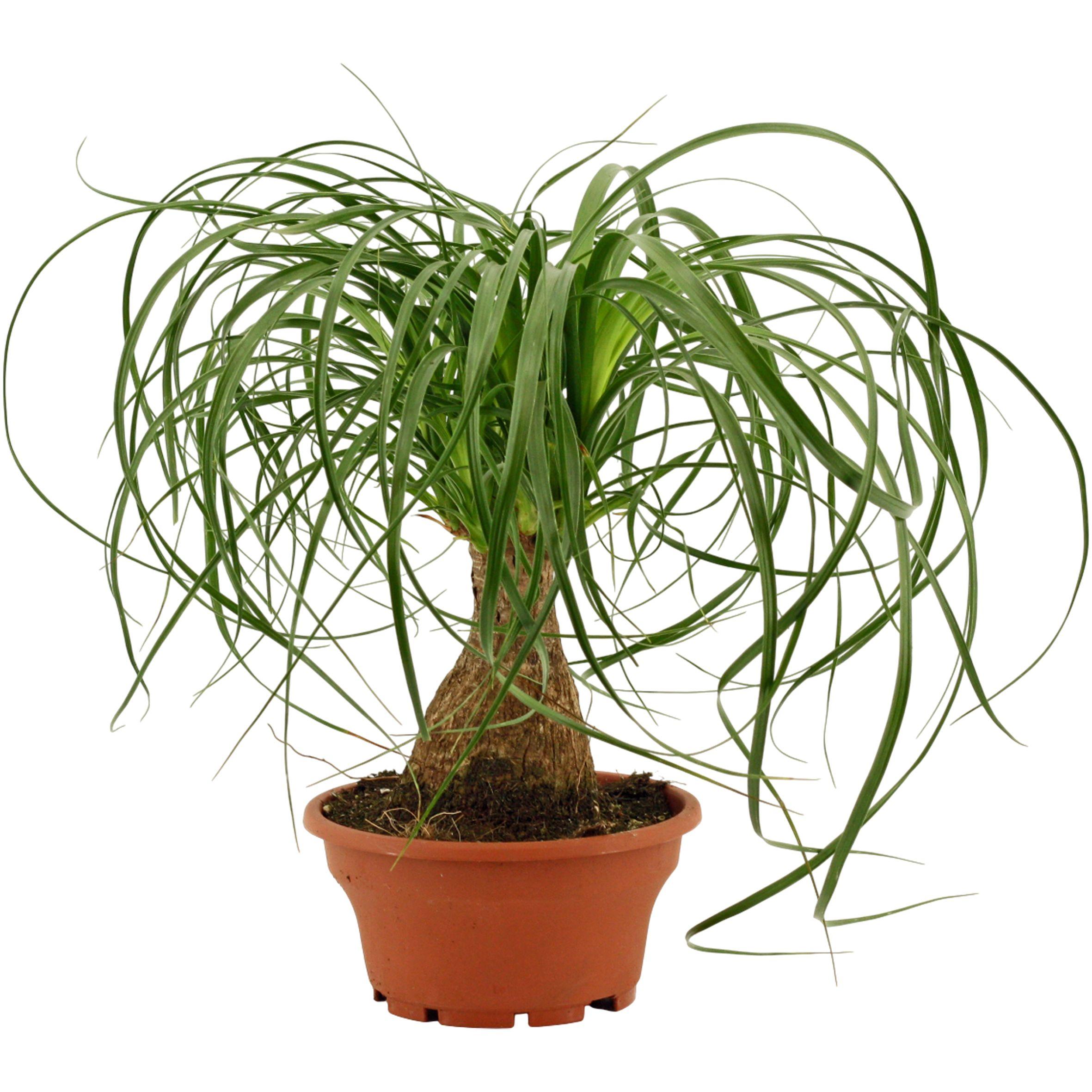 Горшечные цветы и растения оптом Beaucarnea On Stem Variegated от 6шт из Голландии с доставкой по России