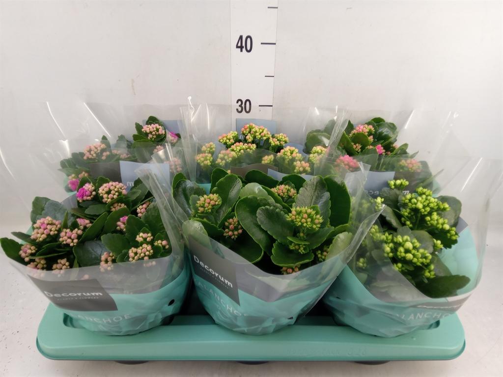 Горшечные цветы и растения оптом Kalanchoe Blos.   ..rosebud Mix  4 от 6шт из Голландии с доставкой по России