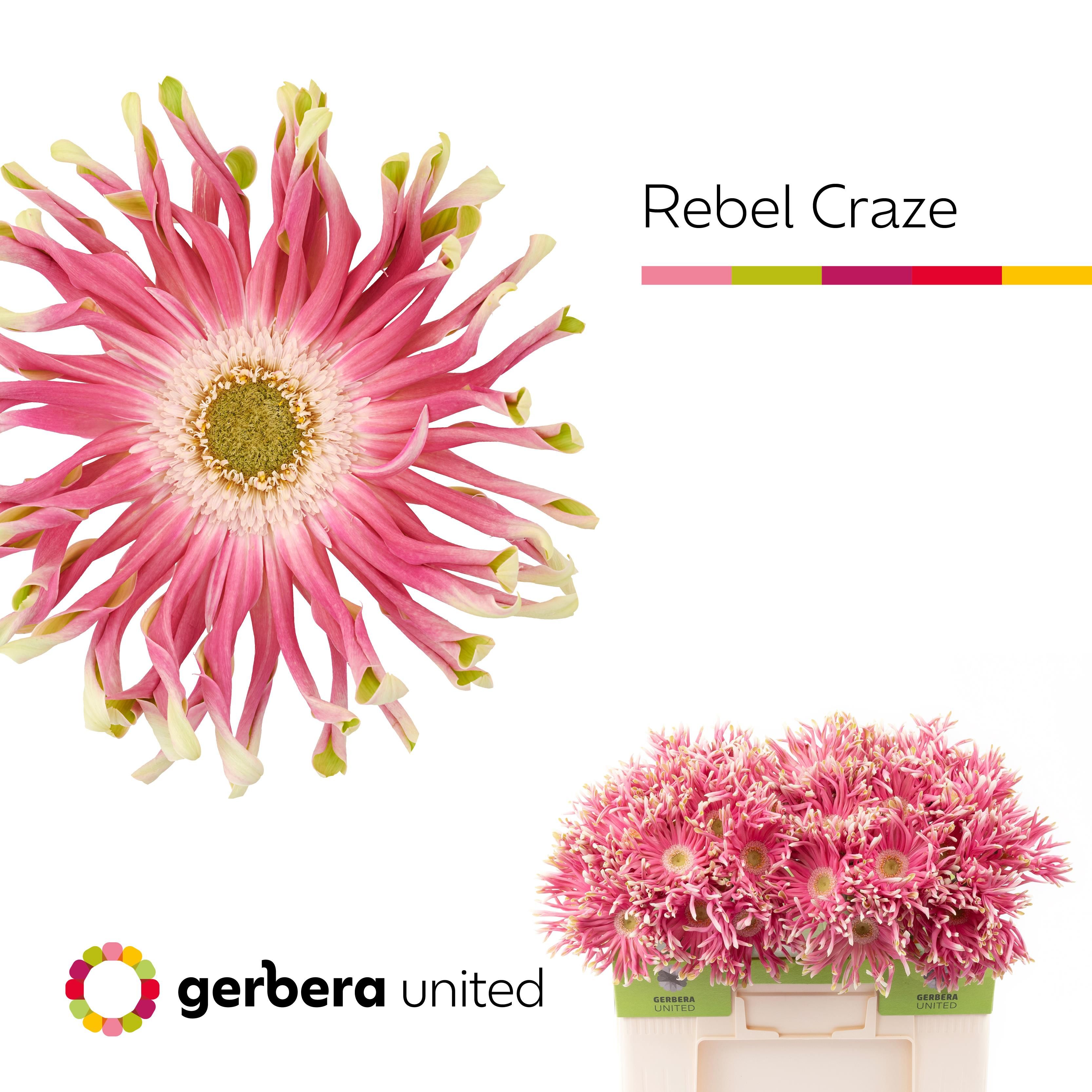 Срезанные цветы оптом Gerbera rebel craze от 50шт из Голландии с доставкой по России