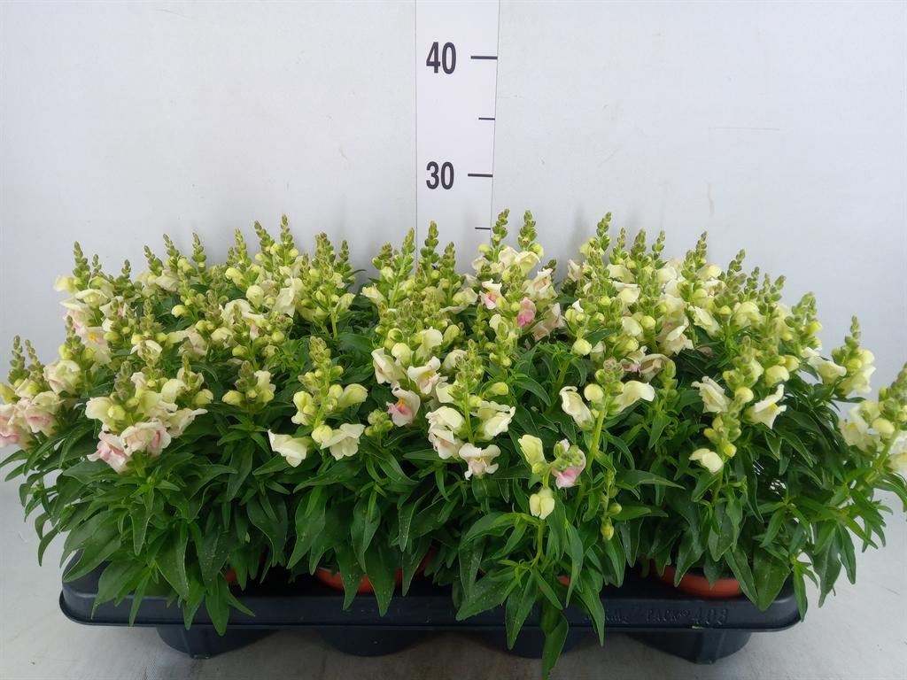 Горшечные цветы и растения оптом Antirrhinum Majus   ... от 8шт из Голландии с доставкой по России
