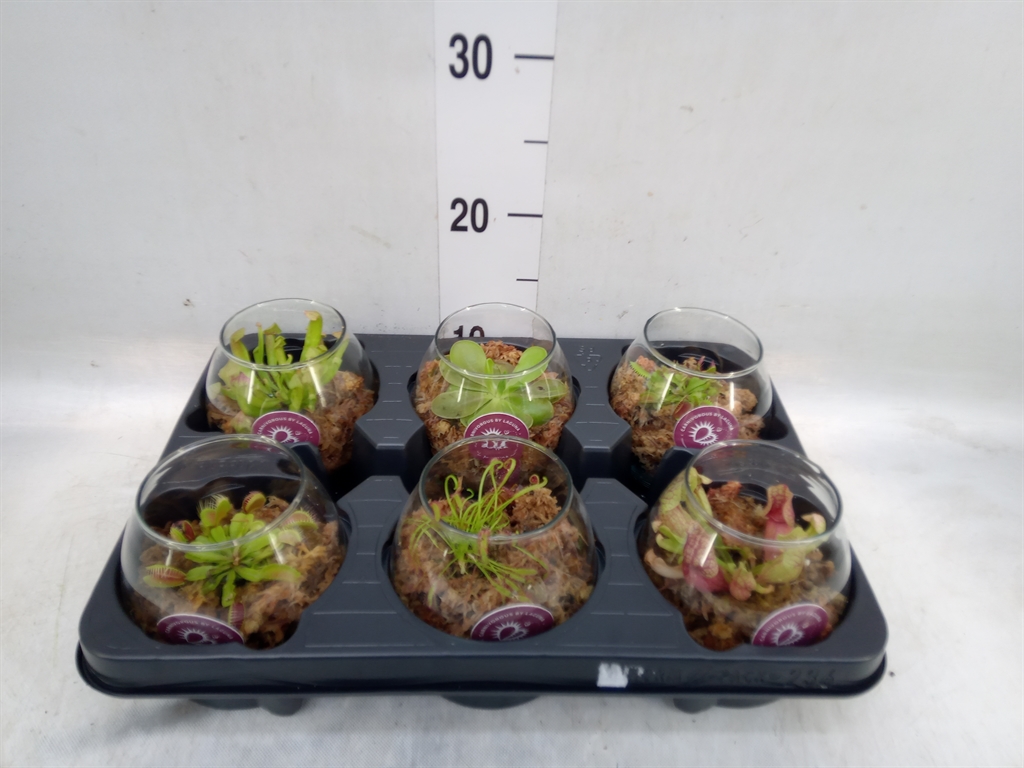 Горшечные цветы и растения оптом Vleesetende Planten от 6шт из Голландии с доставкой по России