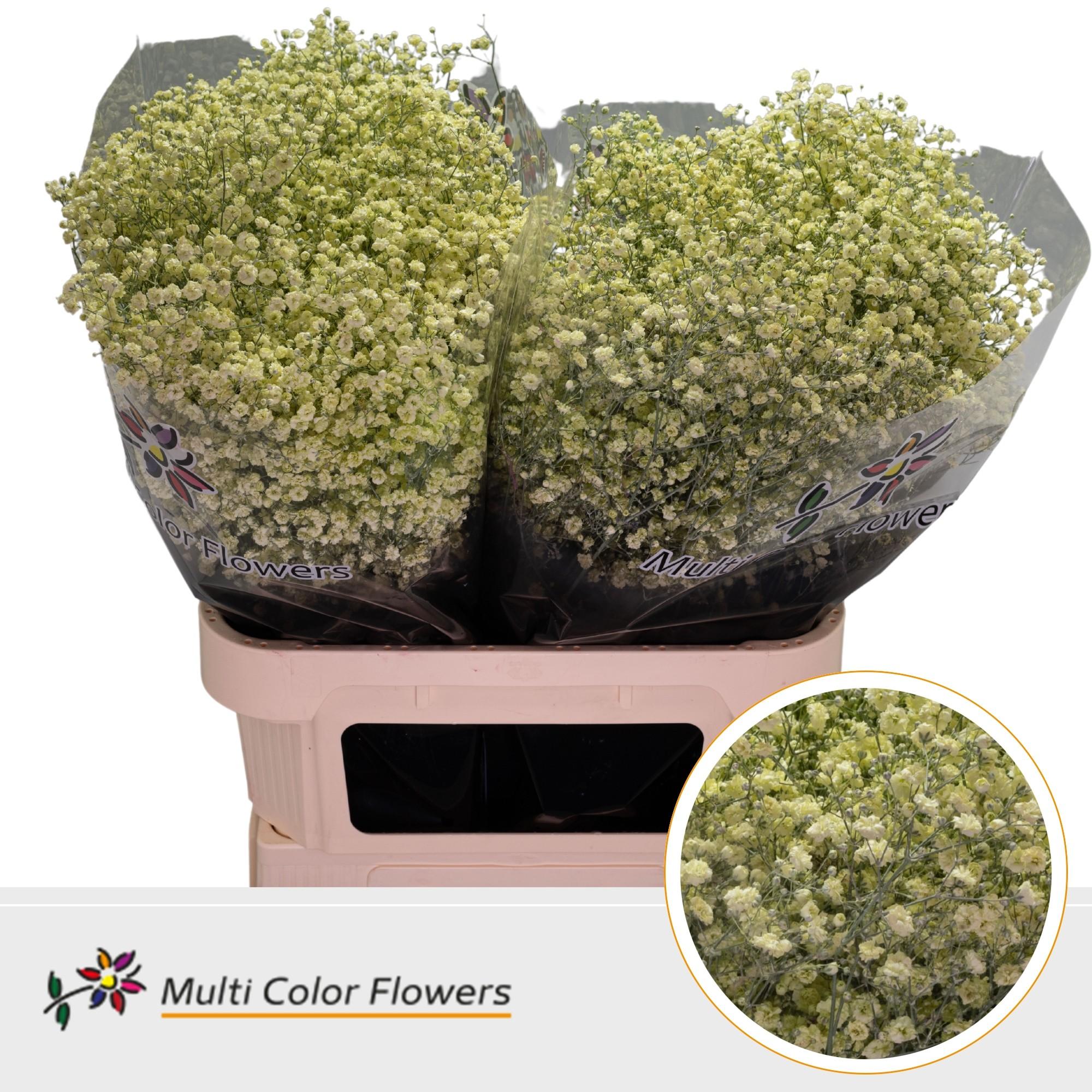 Срезанные цветы оптом Gyps large paint cream от 50шт. из Голландии с доставкой по России