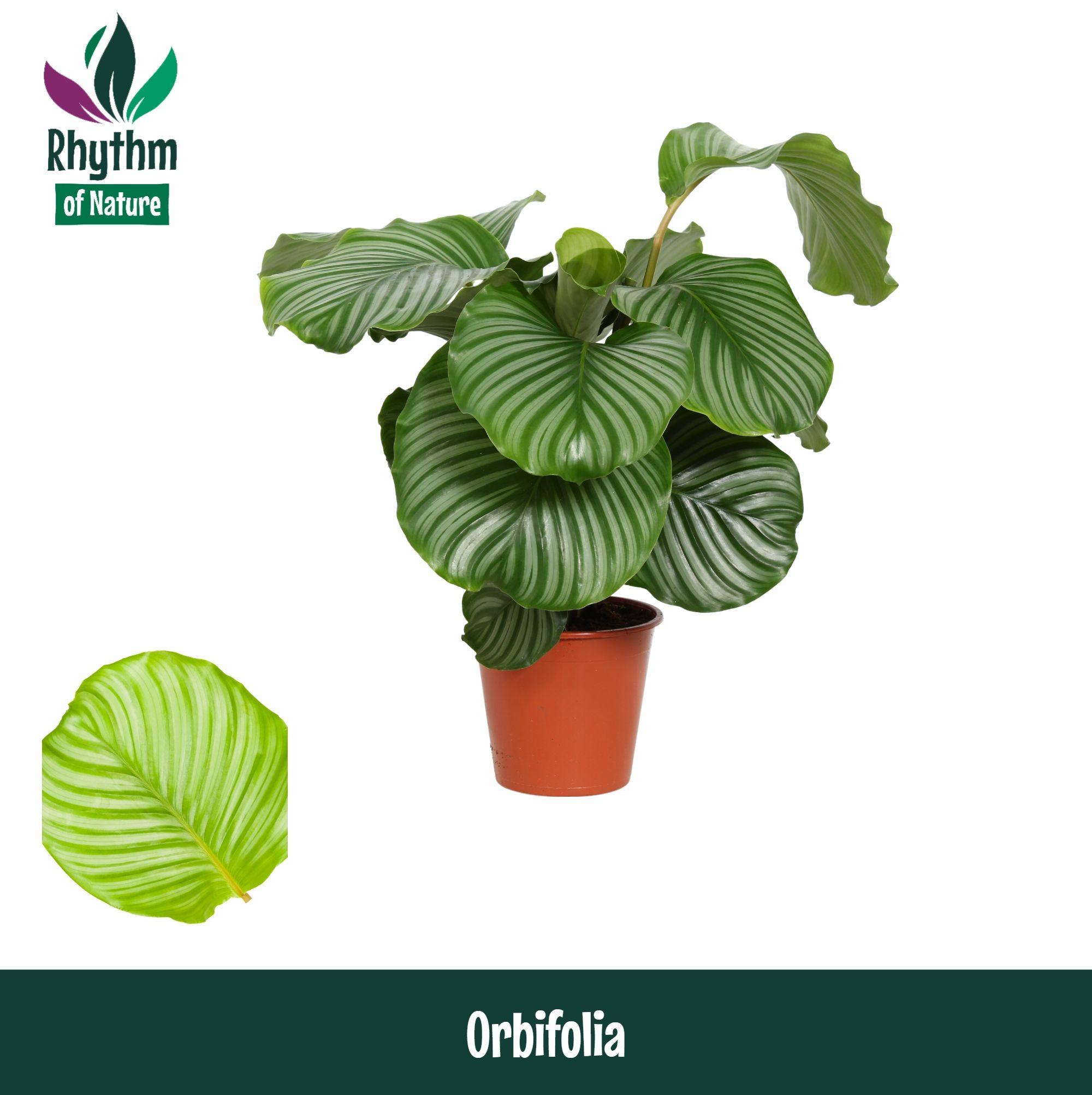 Горшечные цветы и растения оптом Calathea Orbifolia Rhythm Of Nature от 1шт из Голландии с доставкой по России