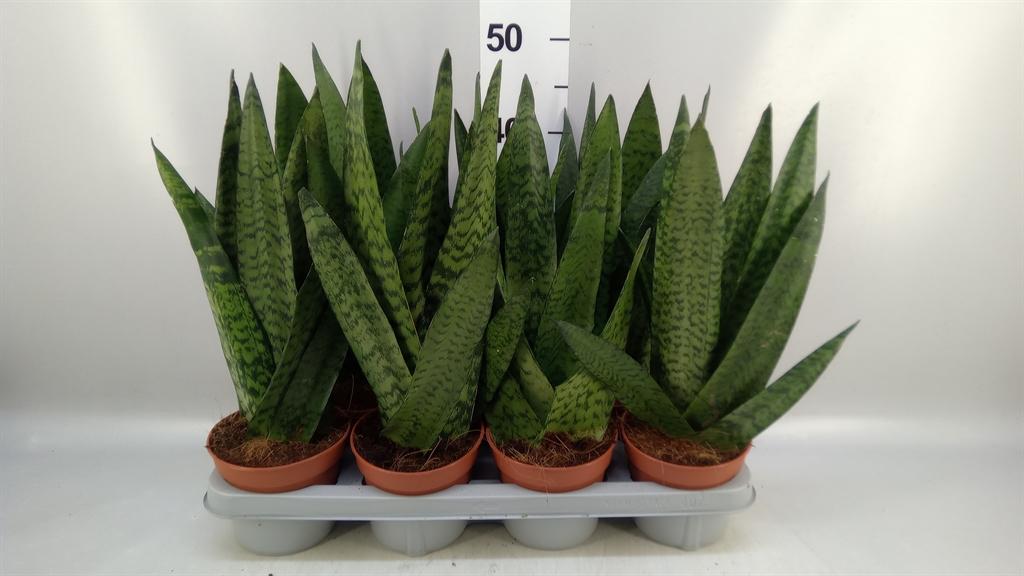 Горшечные цветы и растения оптом Sansevieria Zeylanica A от 7шт из Голландии с доставкой по России