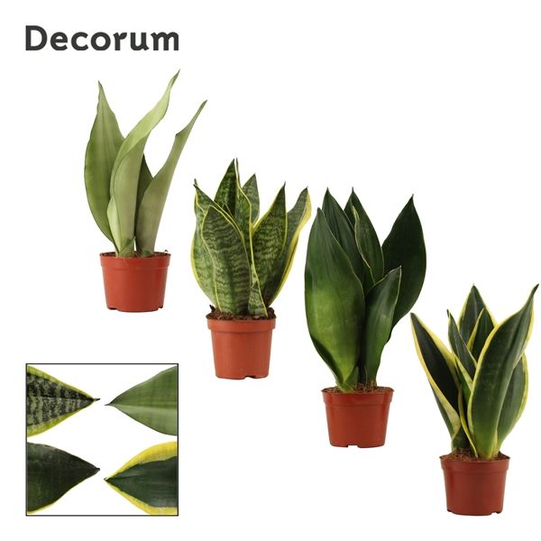 Горшечные цветы и растения оптом Sansevieria Super Mix (decorum) от 18шт из Голландии с доставкой по России