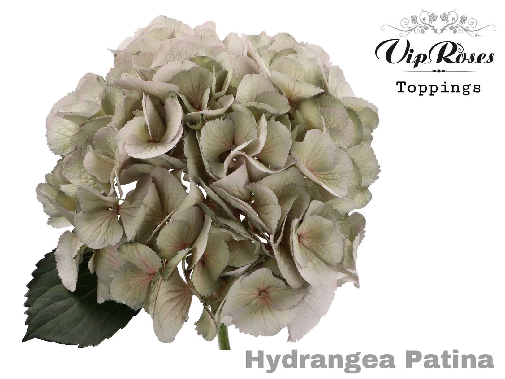 Срезанные цветы оптом Hydrangea paint patina от 10шт из Голландии с доставкой по России