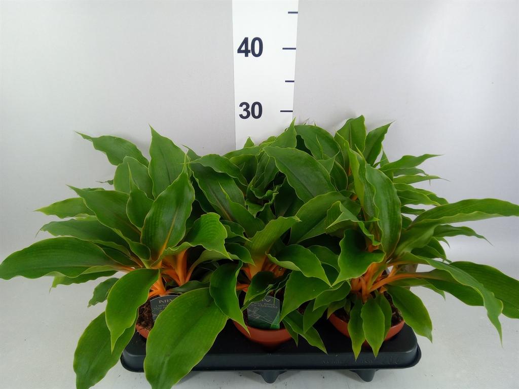 Горшечные цветы и растения оптом Chlorophytum Orchi. fire Flash от 6шт из Голландии с доставкой по России