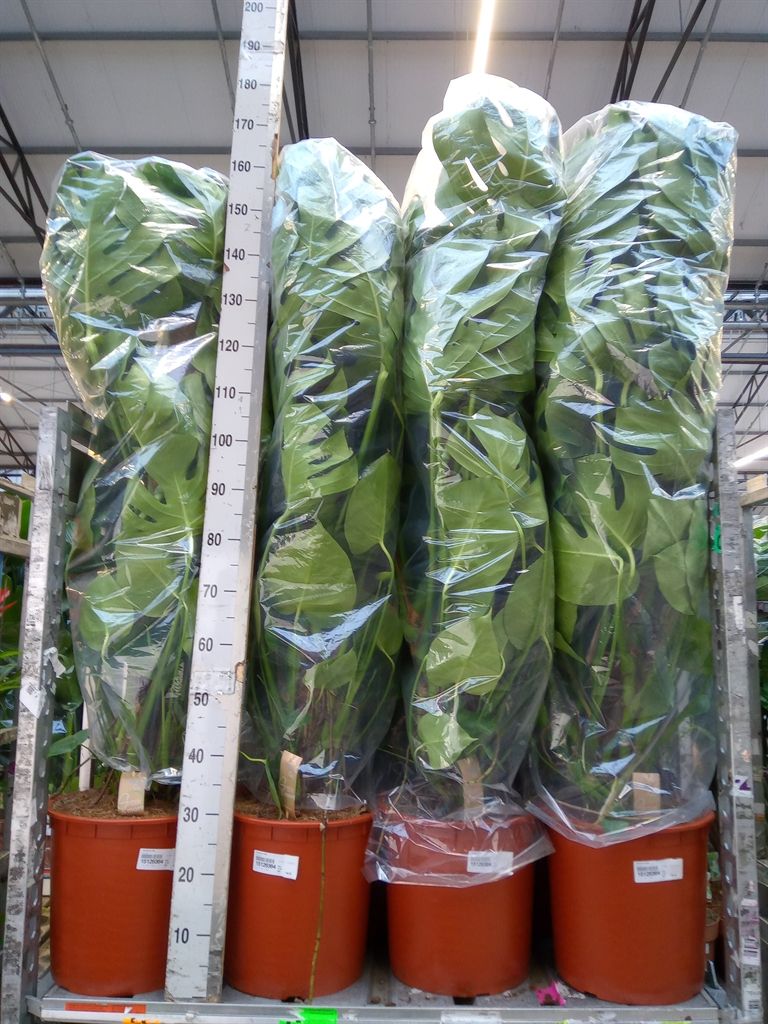 Горшечные цветы и растения оптом Monstera Delic. от 1шт из Голландии с доставкой по России