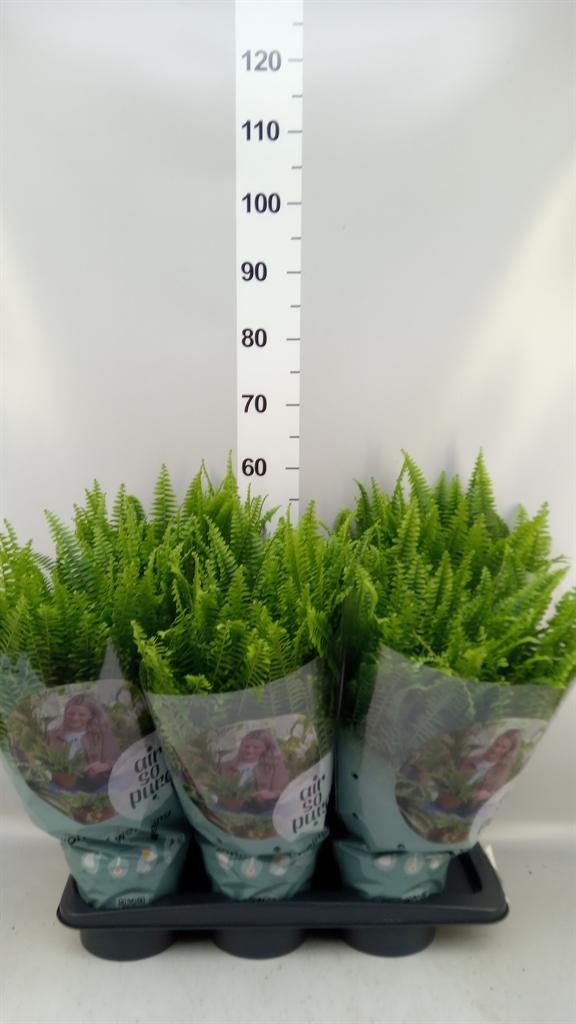 Горшечные цветы и растения оптом Nephrolepis Green Lady от 6шт из Голландии с доставкой по России