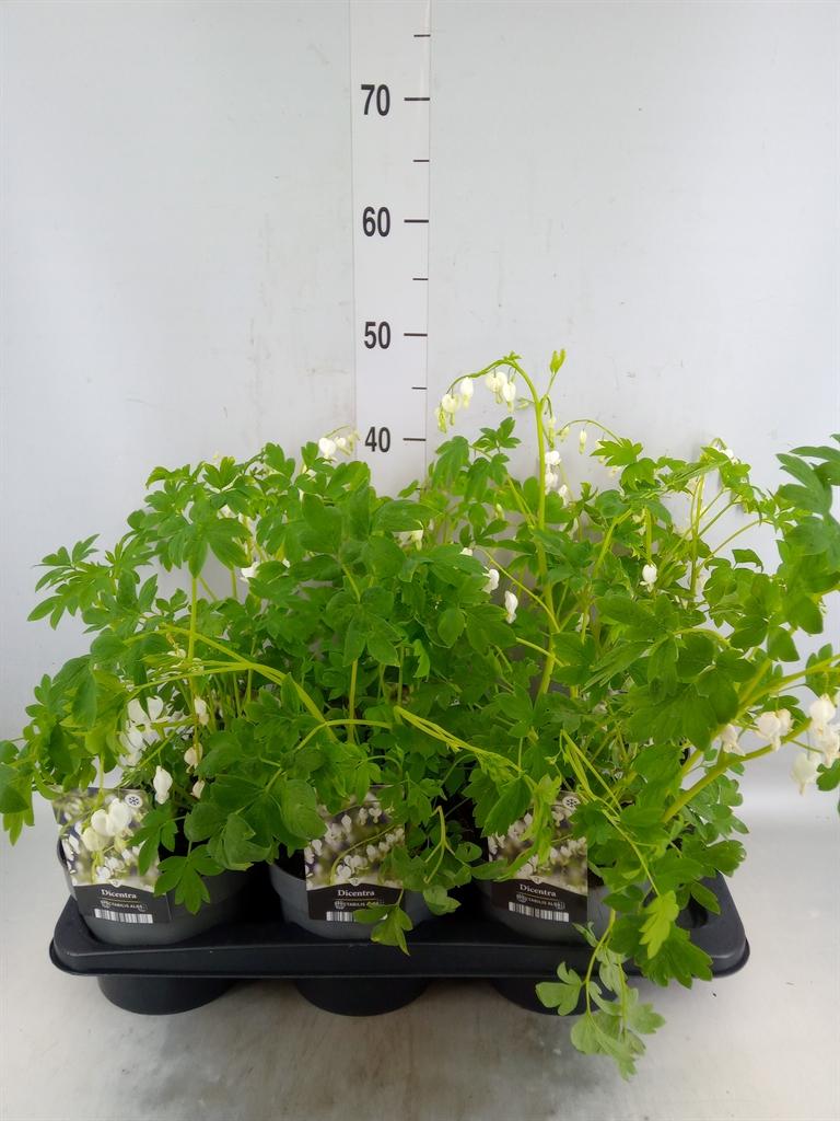 Горшечные цветы и растения оптом Dicentra Spectabilis от 6шт из Голландии с доставкой по России