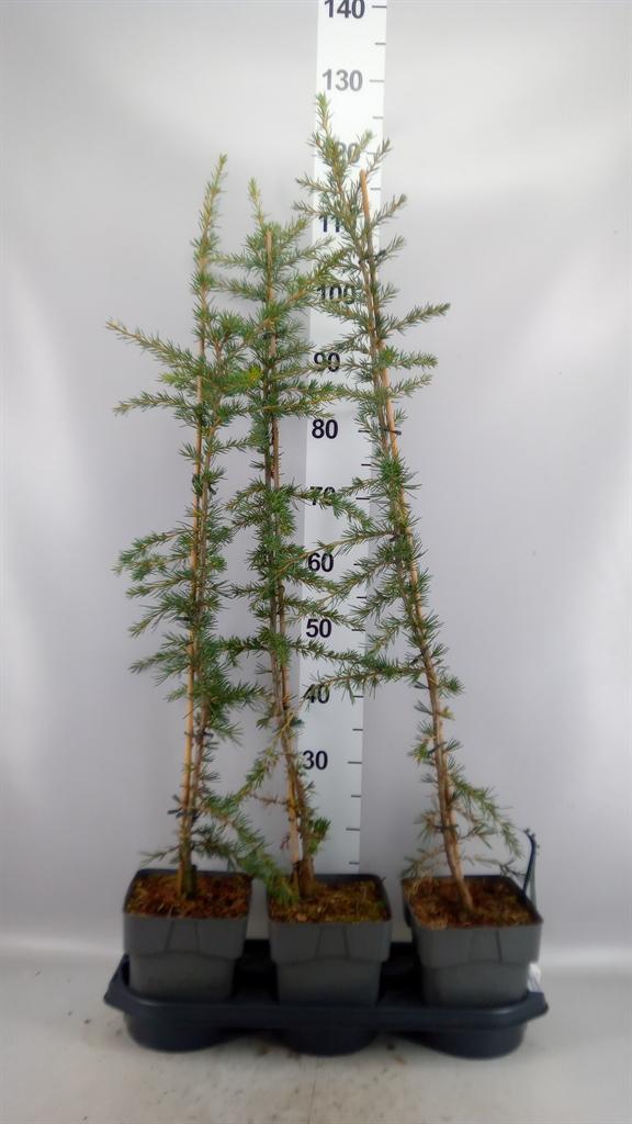 Горшечные цветы и растения оптом Cedrus Deodara aurea от 3шт из Голландии с доставкой по России