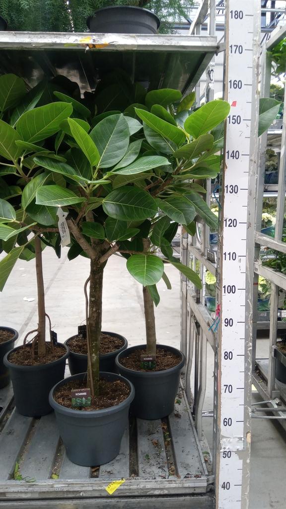 Горшечные цветы и растения оптом Ficus Benghalensis от 1шт из Голландии с доставкой по России