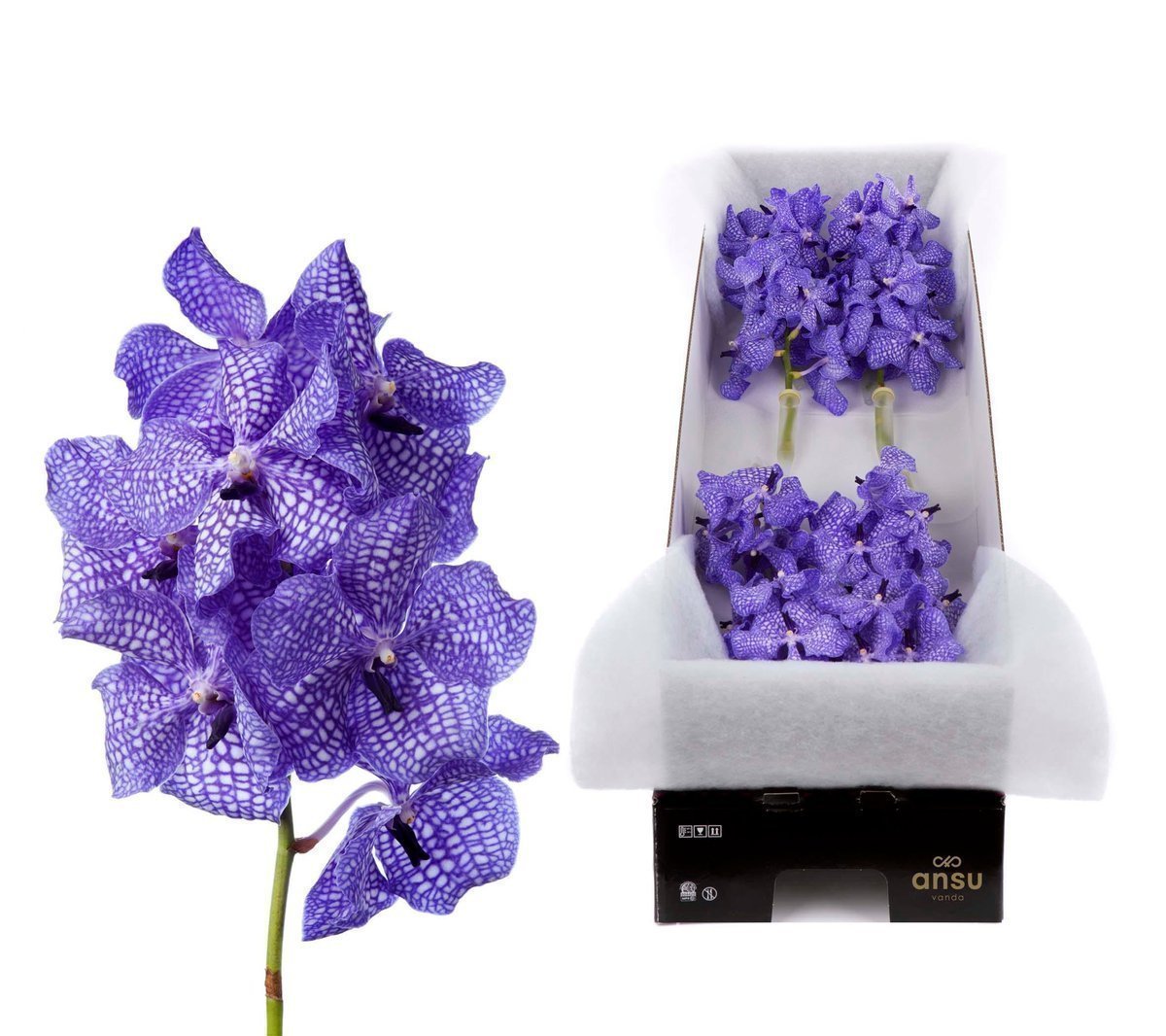 Срезанные цветы оптом Vanda kanchana delft blue per stem от 5шт.. из Голландии с доставкой по России