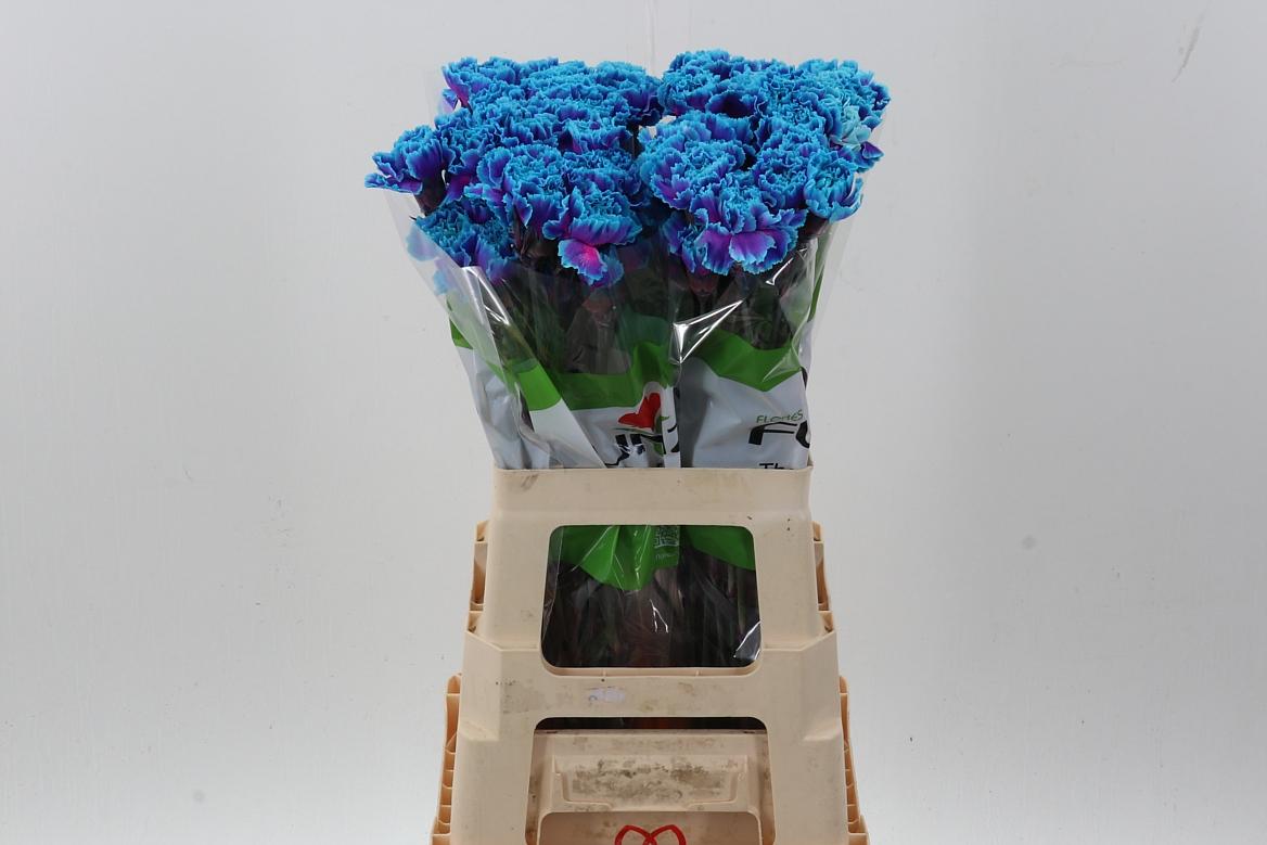 Срезанные цветы оптом Dianthus st paint slush puppy от 80шт из Голландии с доставкой по России