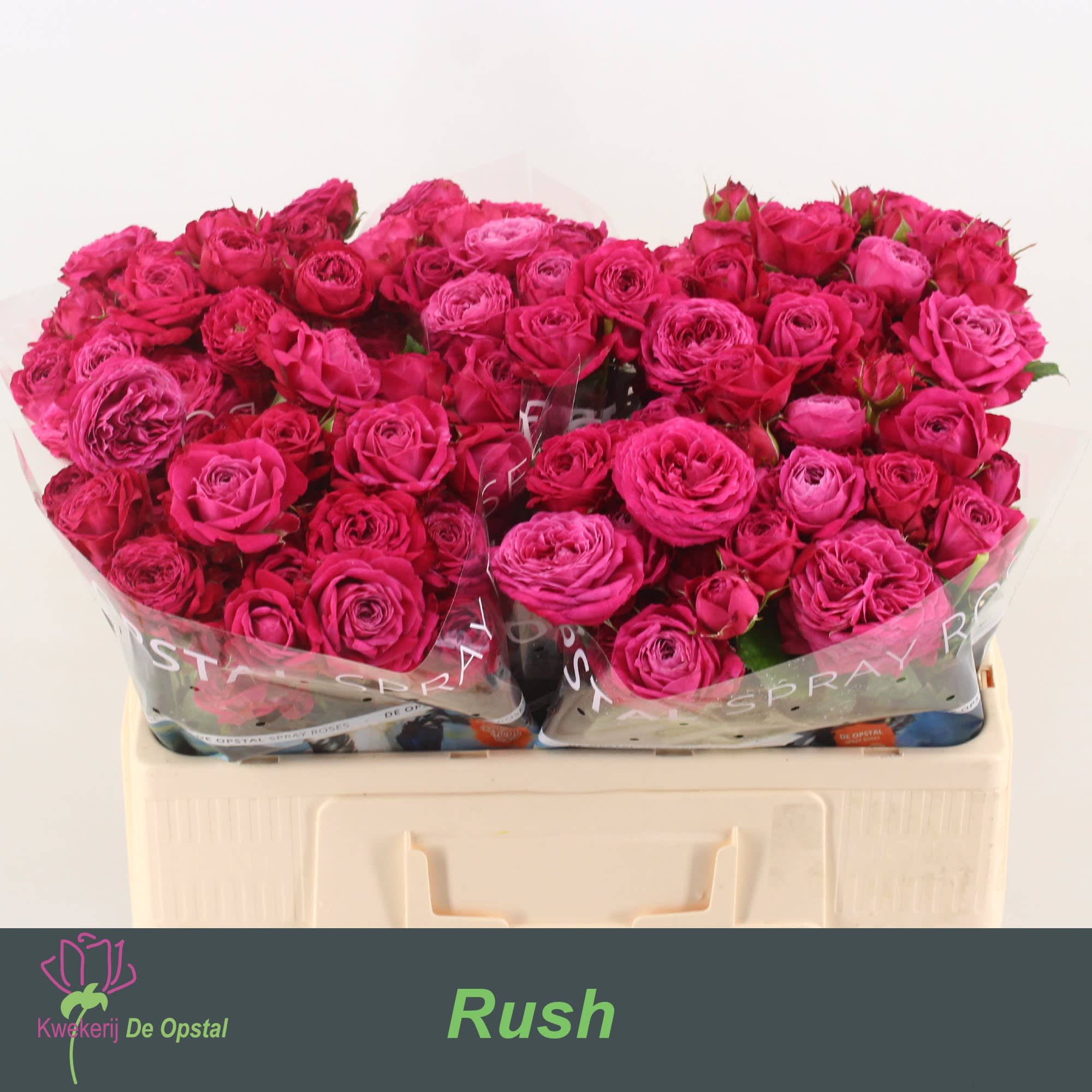 Срезанные цветы оптом Rosa spray rush от 50шт из Голландии с доставкой по России