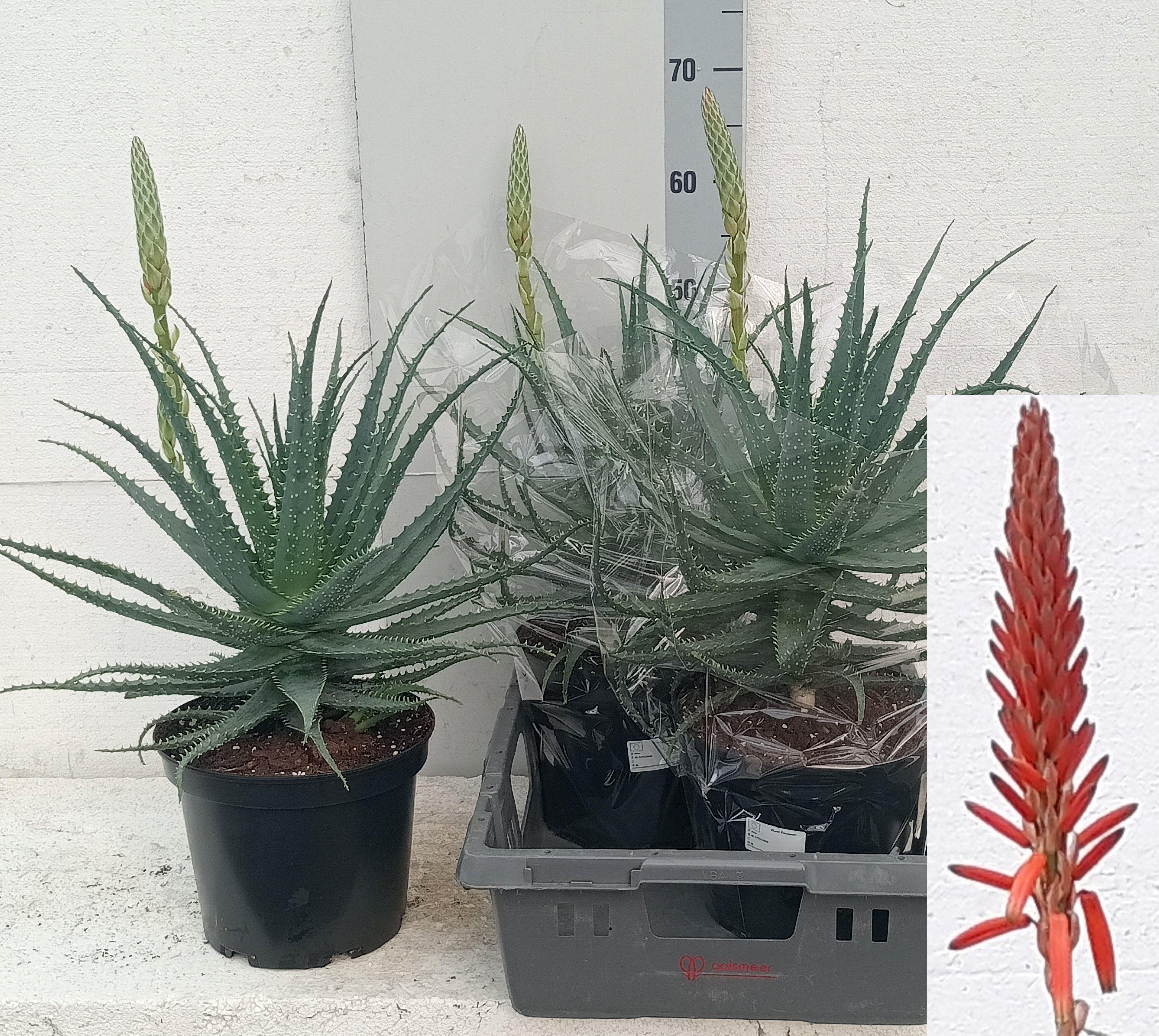 Горшечные цветы и растения оптом Aloe Arborescens от 2шт из Голландии с доставкой по России