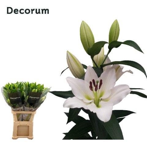 Срезанные цветы оптом Lilium or tisento от 30шт. из Голландии с доставкой по России