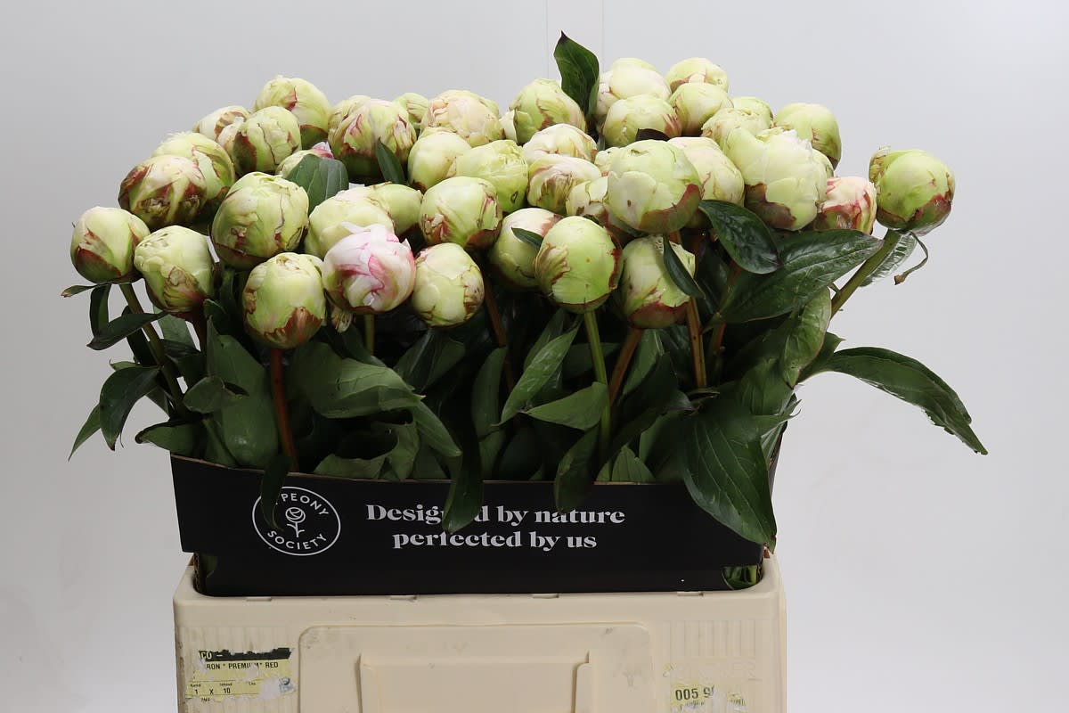 Срезанные цветы оптом Paeonia bowl of cream от 60шт из Голландии с доставкой по России