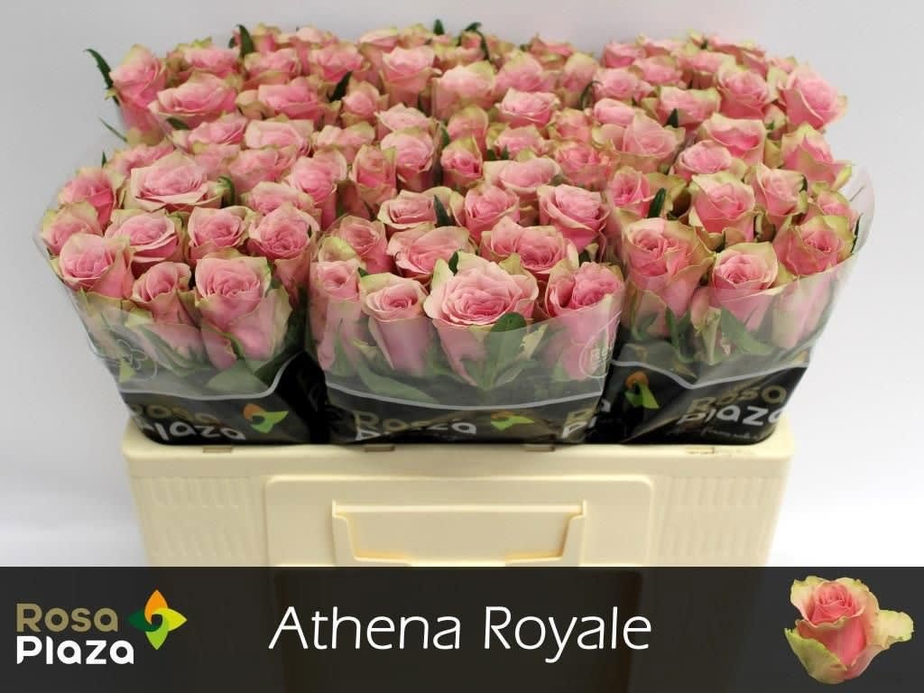 Срезанные цветы оптом Rosa large athena royale от 80шт.. из Голландии с доставкой по России