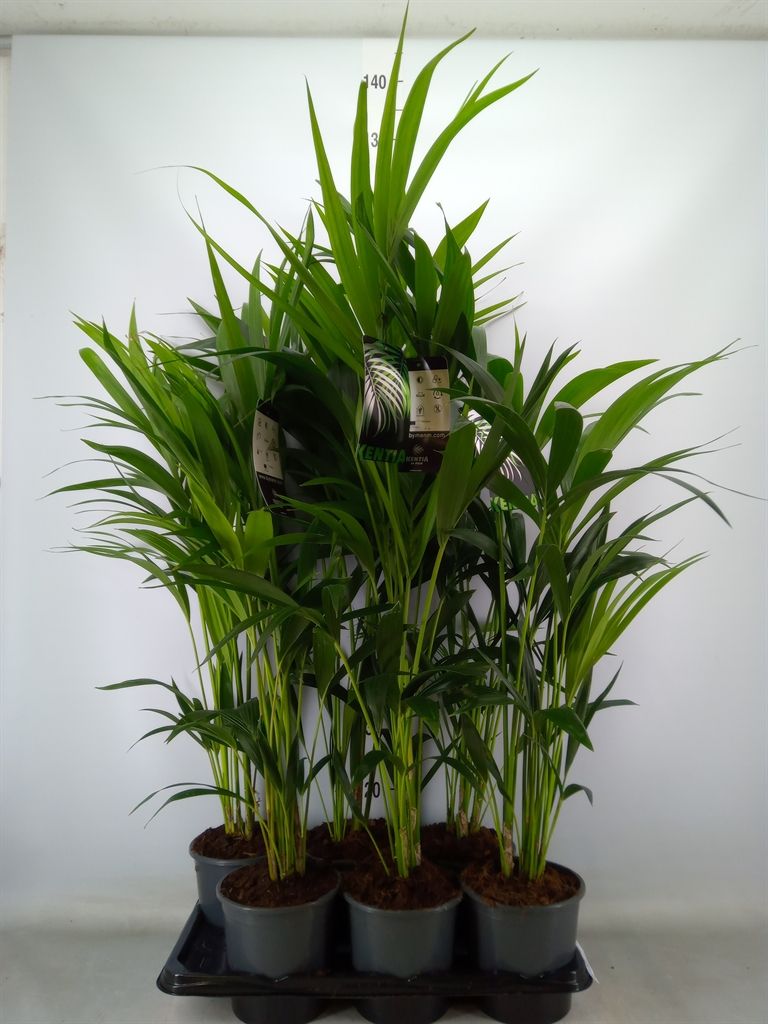 Горшечные цветы и растения оптом Howea Forsteriana от 6шт из Голландии с доставкой по России
