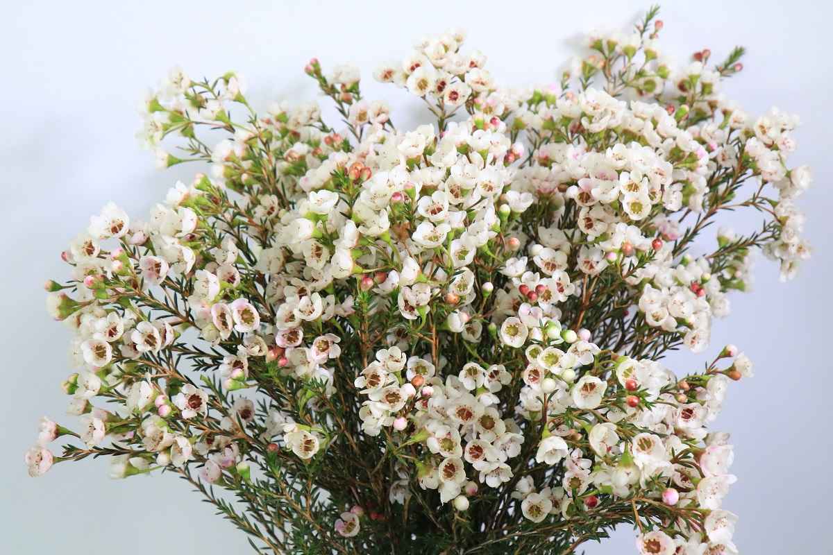 Срезанные цветы оптом Chamelaucium moonlight delight от 125шт из Голландии с доставкой по России