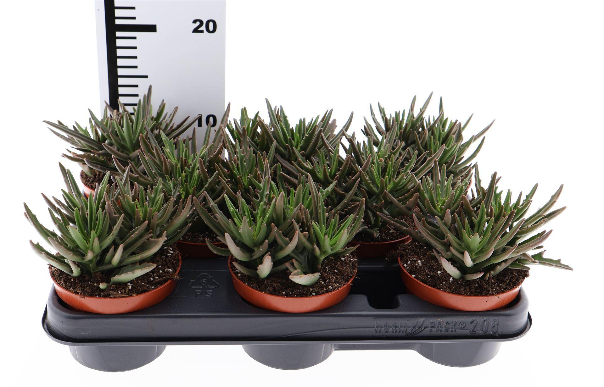 Горшечные цветы и растения оптом Kalanchoe Nf   ... от 8шт из Голландии с доставкой по России