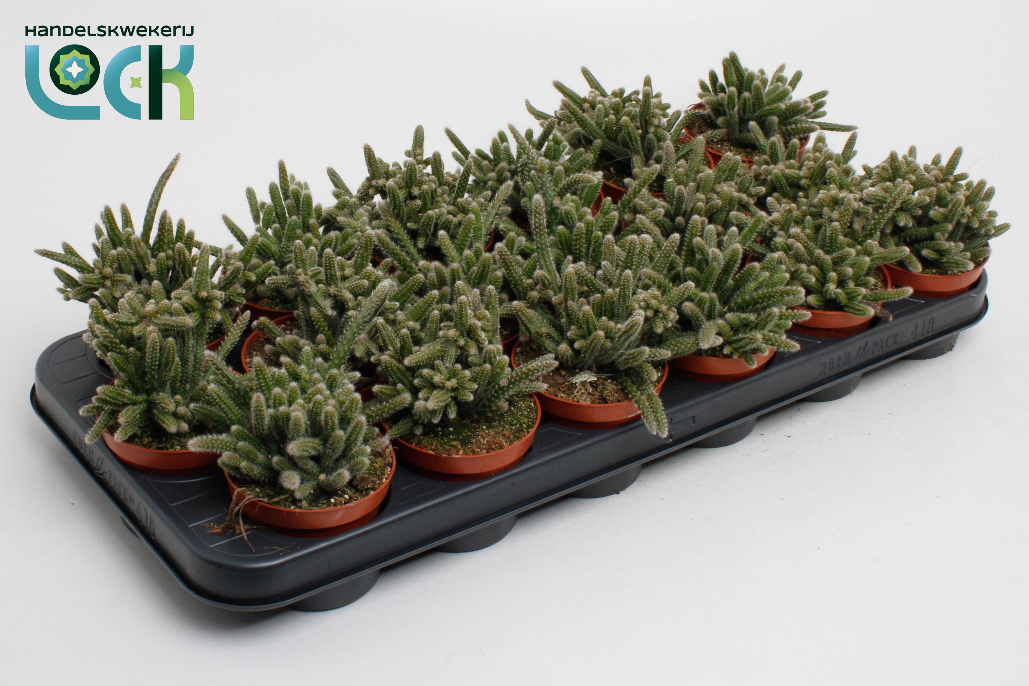 Горшечные цветы и растения оптом Rhipsalis Baccifera от 18шт (для телеги) из Голландии с доставкой по России