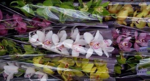 Срезанные цветы оптом Cymbidium mix от 9шт.... из Голландии с доставкой по России