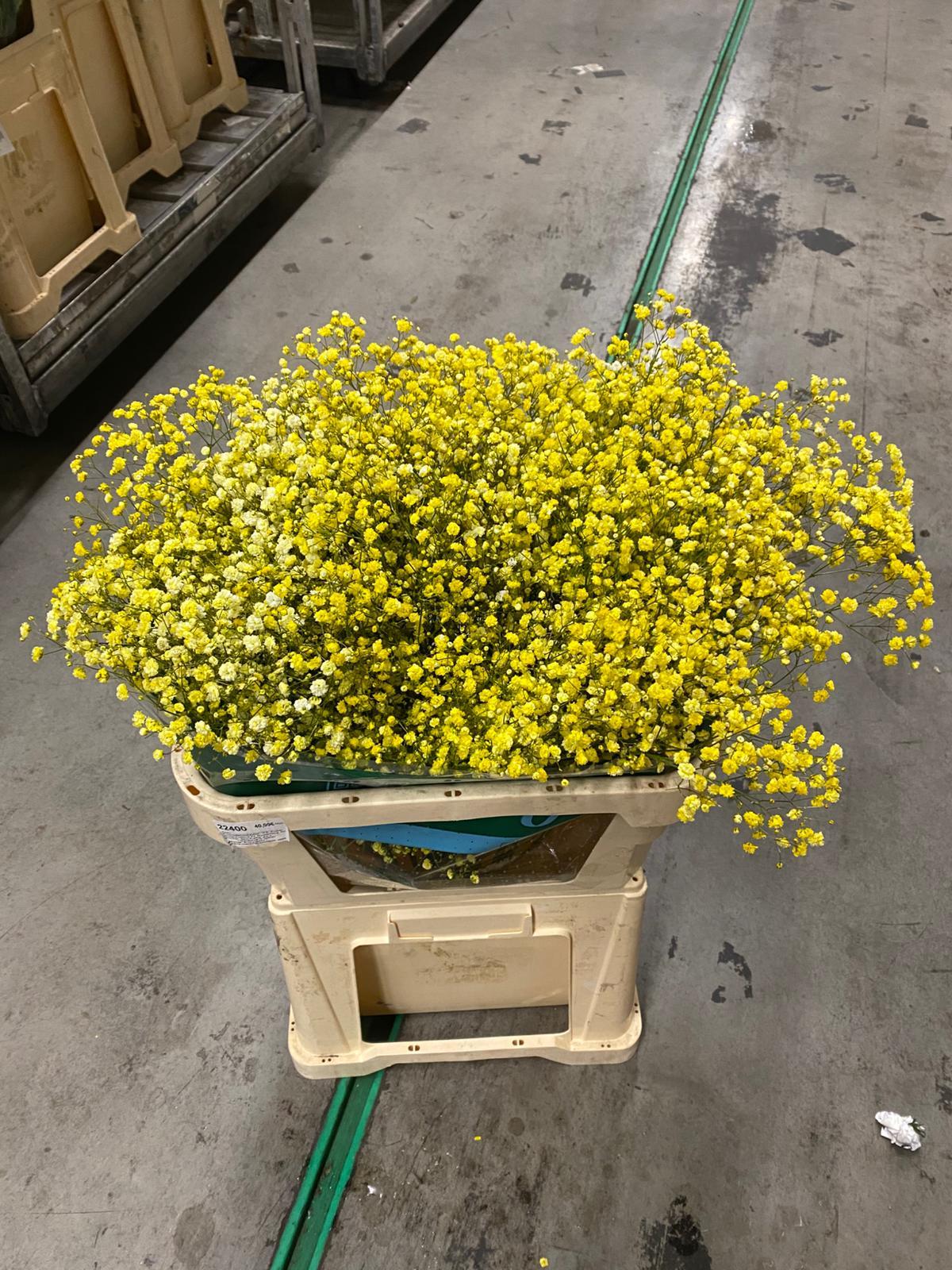 Срезанные цветы оптом Gyps ec paint xlence yellow 1000g от 25шт из Голландии с доставкой по России