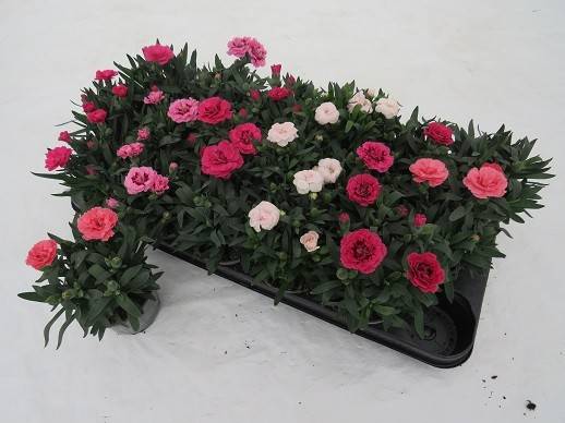 Горшечные цветы и растения оптом Dianthus Oscar Mix Tray от 18шт из Голландии с доставкой по России