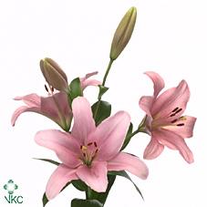 Срезанные цветы оптом Lilium la brindisi от 40шт из Голландии с доставкой по России