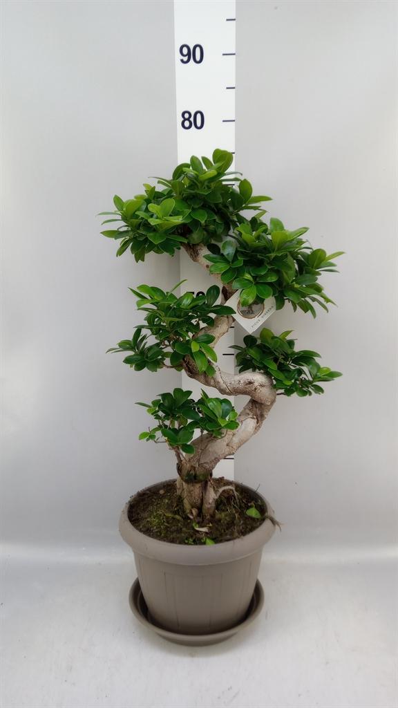 Горшечные цветы и растения оптом Ficus Microcarpa ginseng от 1шт из Голландии с доставкой по России
