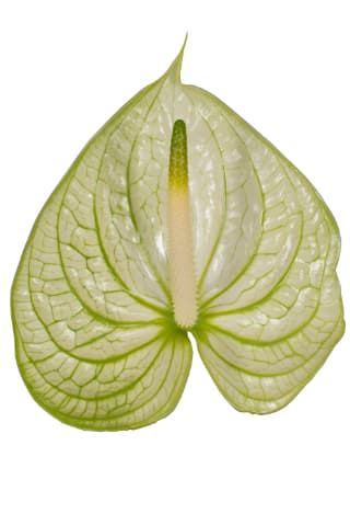 Срезанные цветы оптом Anthurium extase от 40шт.. из Голландии с доставкой по России