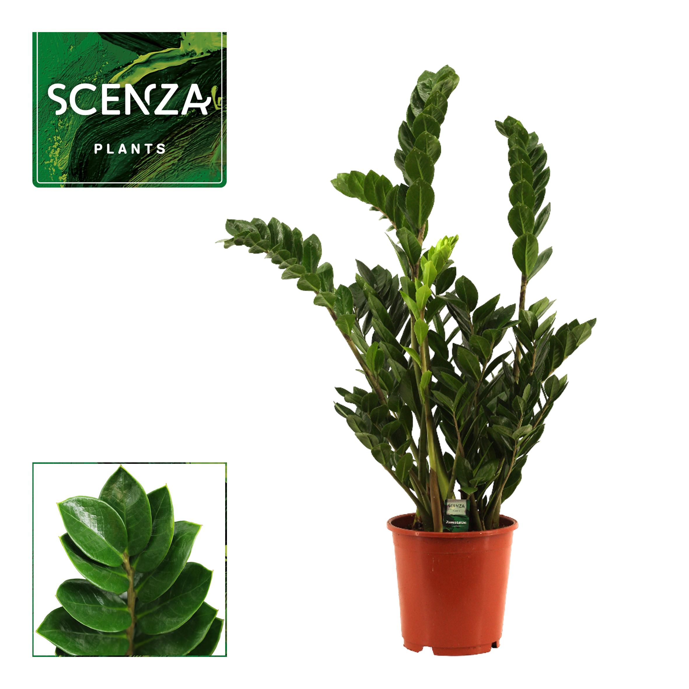 Горшечные цветы и растения оптом Zamioculcas 6+ от 1шт из Голландии с доставкой по России