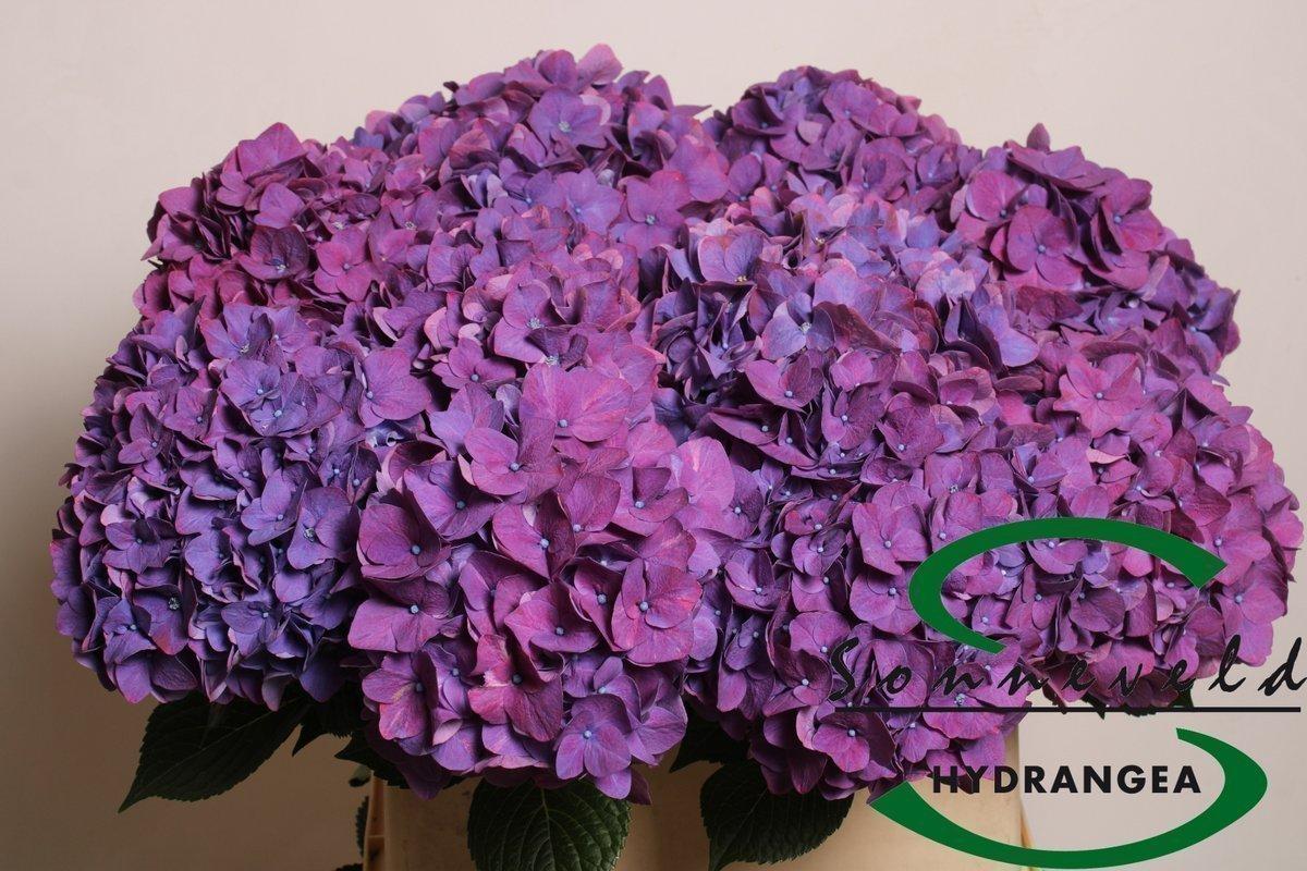 Срезанные цветы оптом Hydrangea rodeo purple от 10шт из Голландии с доставкой по России